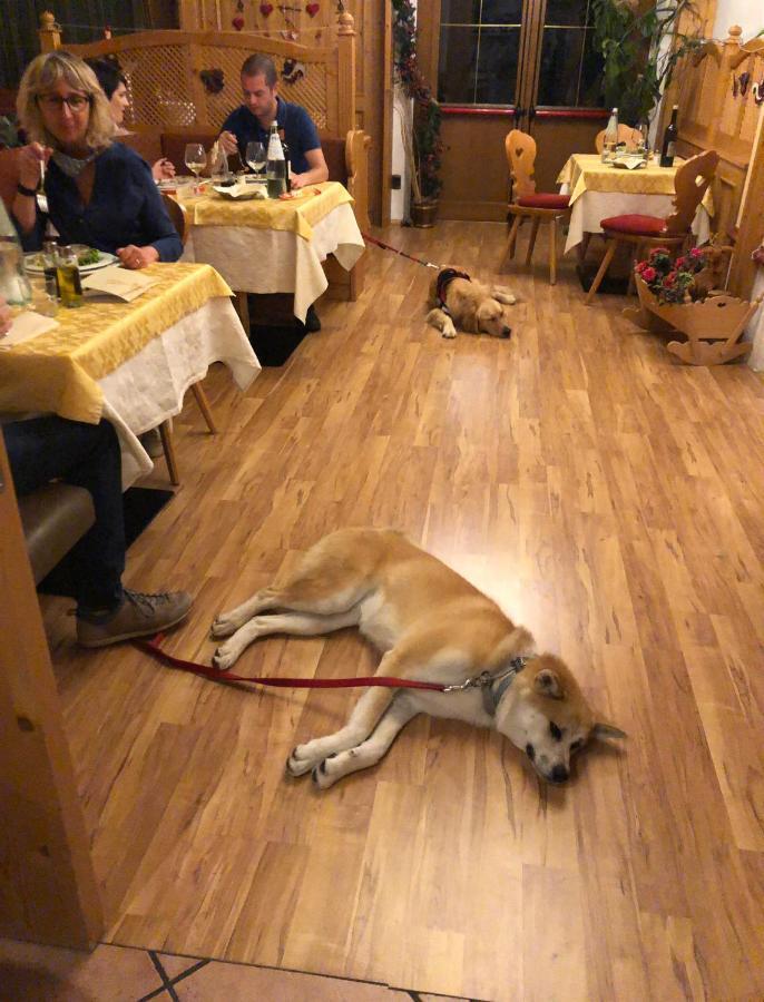 Alpine Touring Hotel-Petfriendly Pozza di Fassa Esterno foto