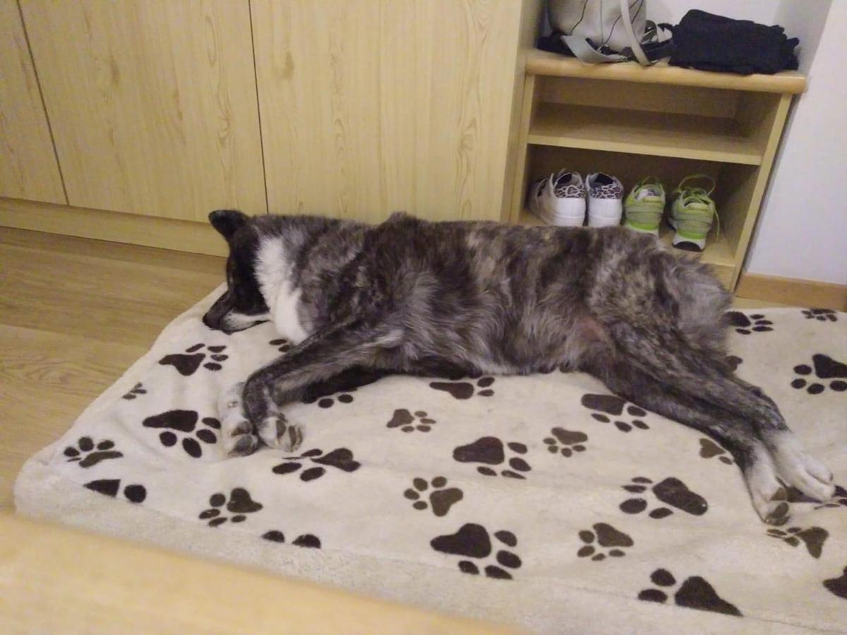 Alpine Touring Hotel-Petfriendly Pozza di Fassa Esterno foto